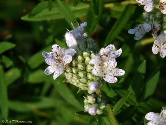 {Pycnanthemum virginianum}